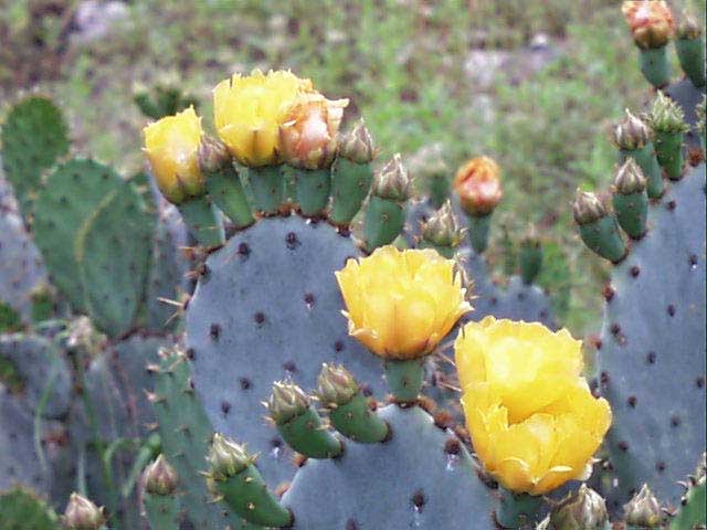 <p>Opuntia engelmannii<br>(Cactus)</p>