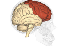 <p>Frontal lobe </p>