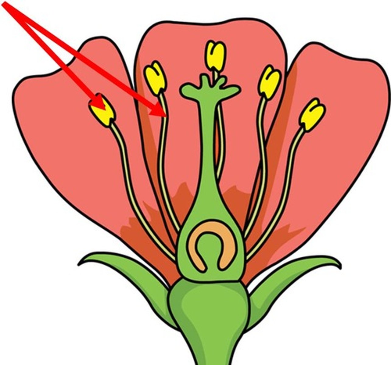 <p>male parts of the flower (anther and filament)</p>
