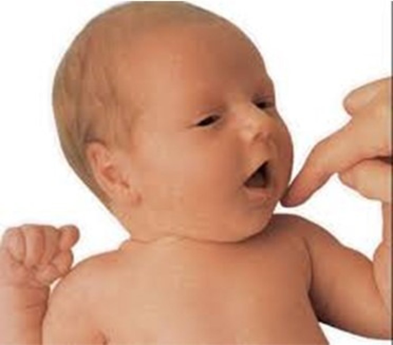 <p>- Position: lying supine</p><p>- when baby's cheek is touched by stimulus, their head will turn toward the touch, open their mouth and search for the stimulus</p><p>- Integration: 3 to 4 months</p><p>- onset: birth</p>