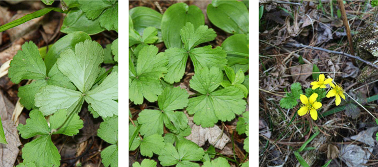 <p>Barren Strawberry</p>