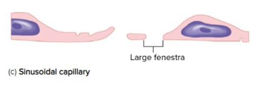 <p>larger in diameter and large fenestrae and basement membrane is sparse or often missing eg. bone marrow and liver </p>