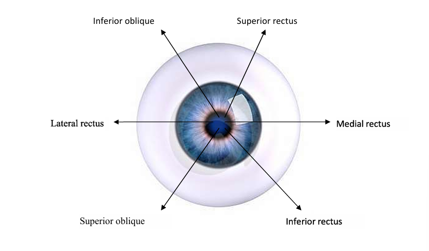 <p>Medial rectus adducts (moves towards nose), lateral rectus abducts (away from nose), superior rectus elevates and inferior rectus moves eye down, superior oblique rotates top of eye towards nose and inferior oblique extorts away from nose </p>