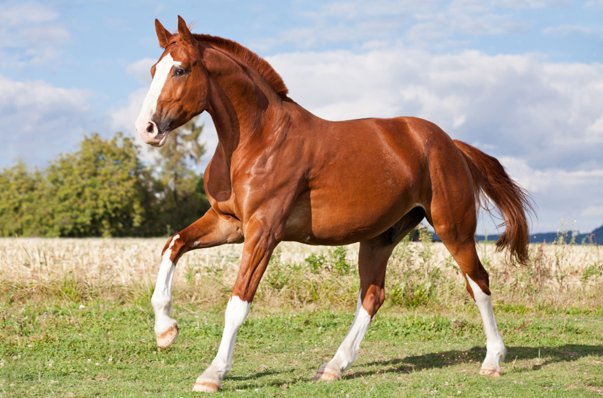 <p>A <strong>red</strong>-bodied horse with a <strong>lighter/same</strong> colored mane and tail.</p>