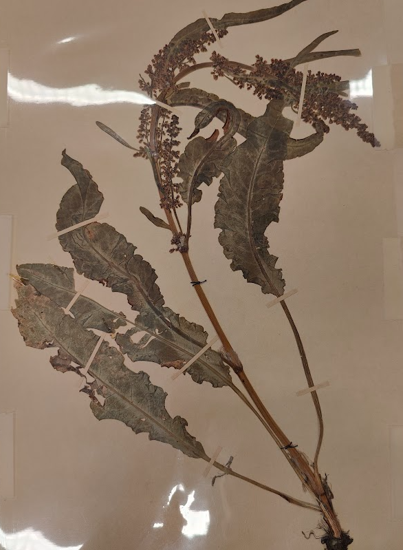term image