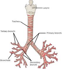 <p>Two large branches off of the trachea</p>