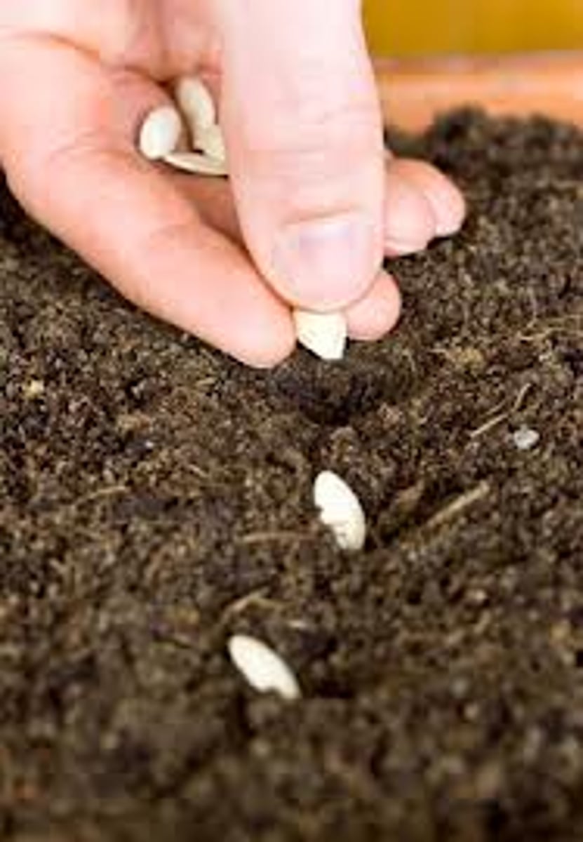 <p>to sow (a seed)</p>