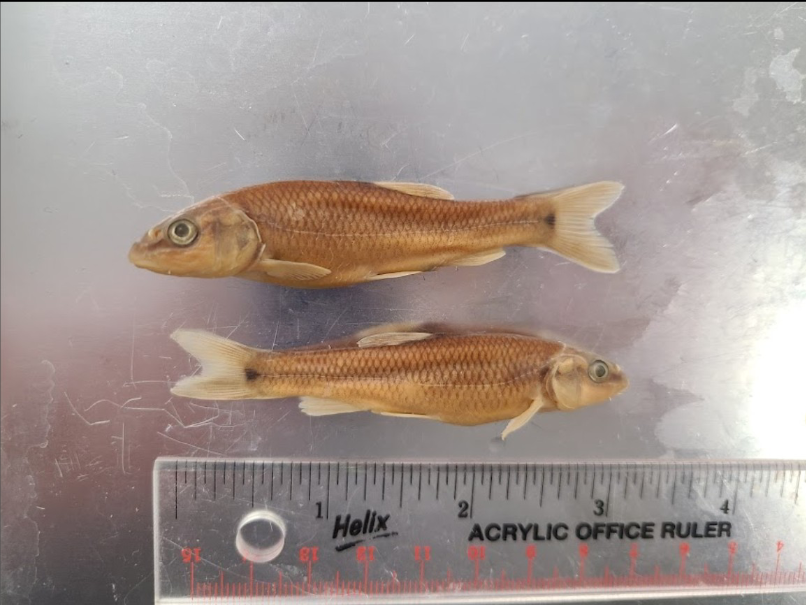 <p>What is the taxonomy, common name, and scientific name of this fish</p>