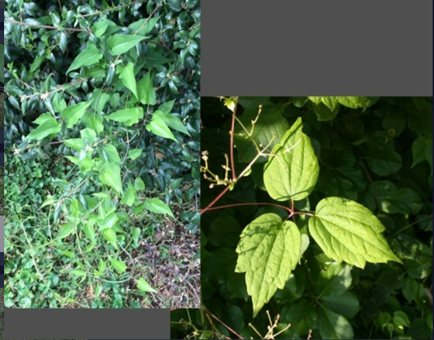 <p>- Pinnately compound opposite leaves</p><p>- Trailing or climbing vines</p>