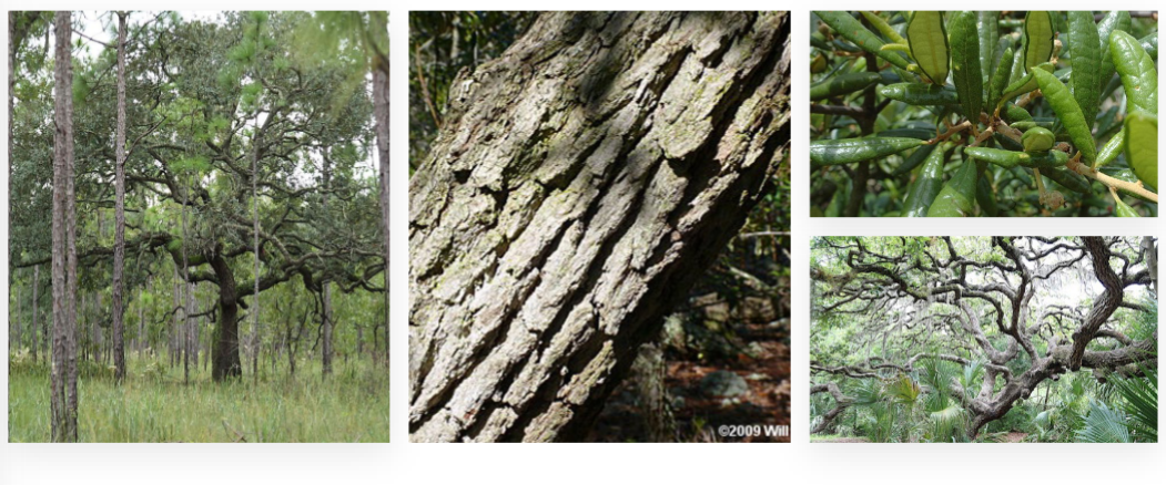 <p>sand live oak, Fagaceae family</p><p>branch, tree like growth</p><p>curled leaves</p><p>“ugly” bark</p><p>pointed end of leaves</p>