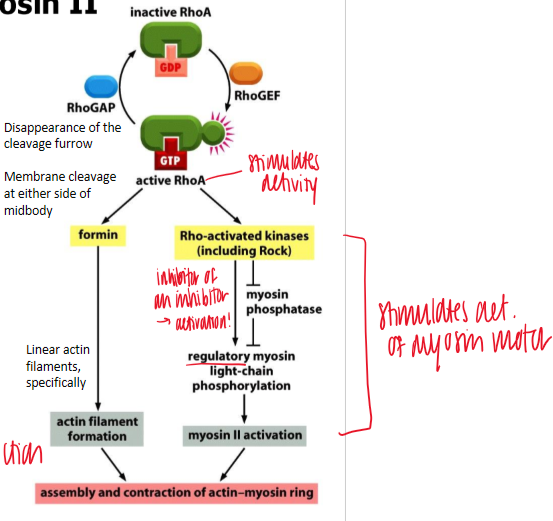 <p>coordinates activation of formins that cause actin filament formation and Rho kinases that activate myosin II </p><ul><li><p>lack this protein = cannot complete cytookinesis </p></li></ul><p></p>