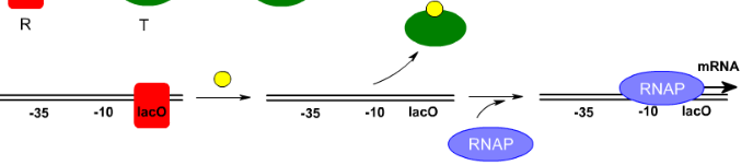 <p>What allosteric changes are happening in the lac repressor?</p>