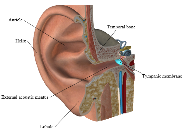 tympanic membrane 