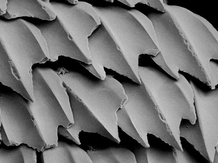 <p>placoid scale made of</p>