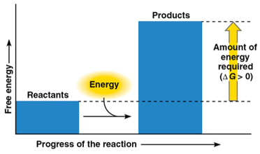 <p><strong>absorbs </strong>free energy from the surroundings</p><ul><li><p>products store more free energy than reactants</p></li><li><p>deltaG is positive = non-spontaneous reaction</p></li><li><p>deltaG magnitude determines quantity of energy required to drive the reaction</p></li></ul><p></p>