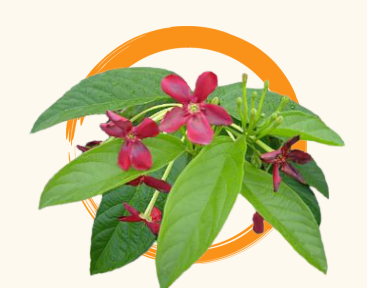 <p>Niyog-niyogan (Quisqualis indica)</p>