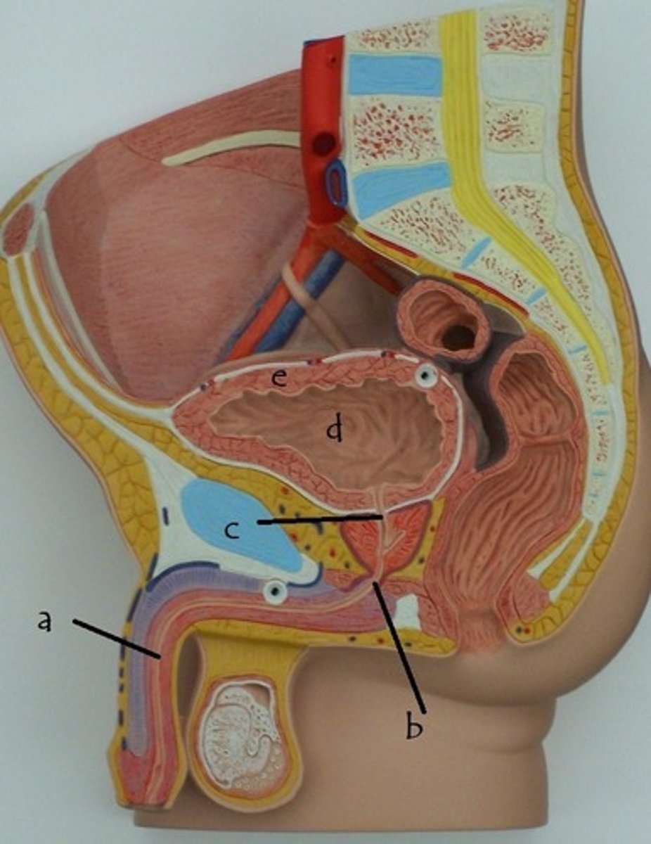 <p>b</p>