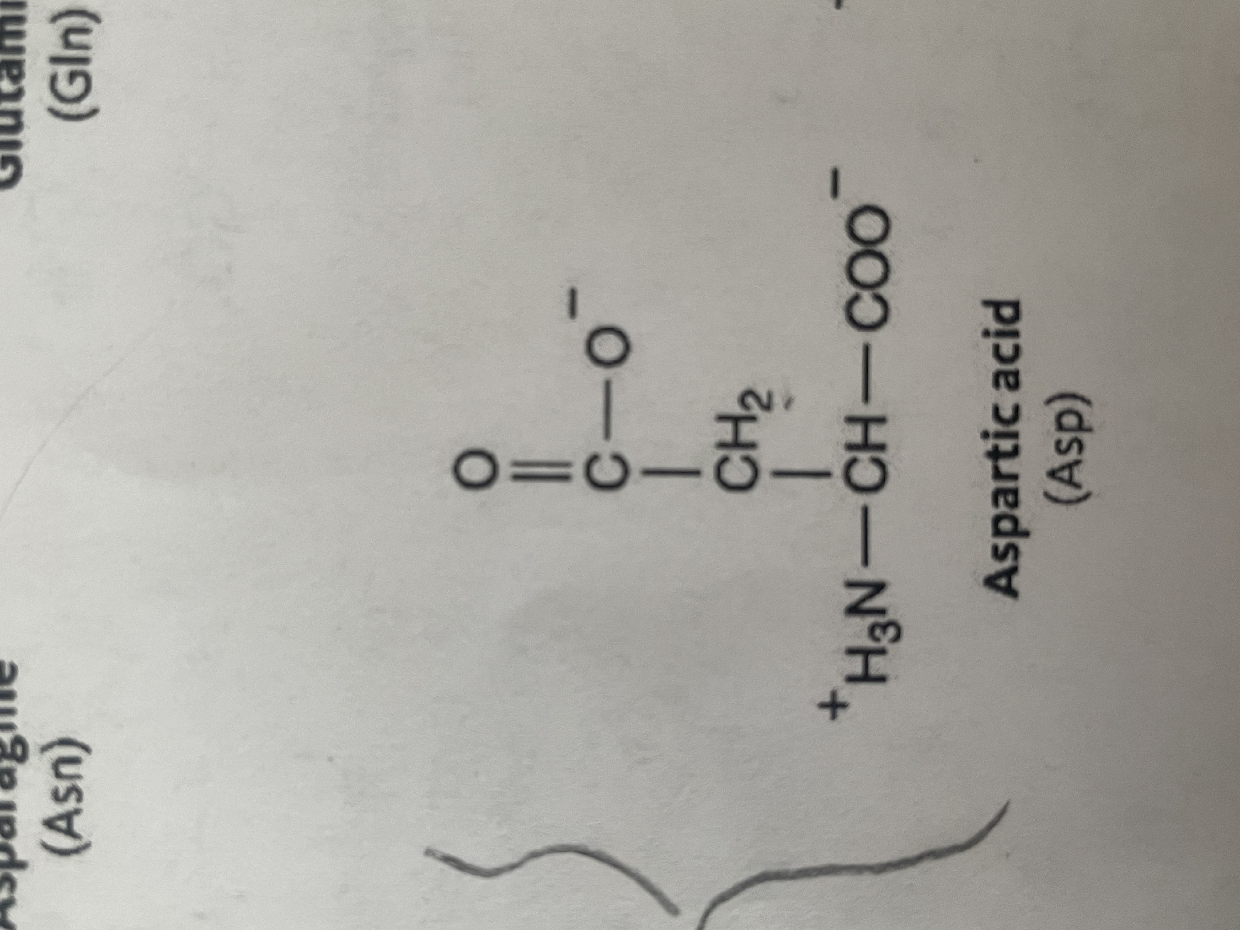 <p>polar (hydrophobic) , acidic amino acid with negative charge - </p>