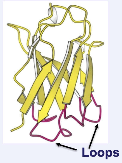 <p>Loops perform the same function but often have more amino acids</p>