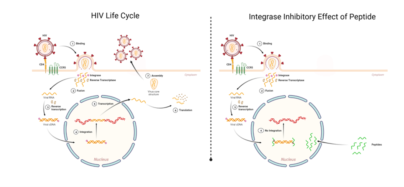 <ul><li><p><span>Join two molecules at the expense of ATP</span></p></li><li><p><span style="background-color: white;"><mark data-color="#000000" style="background-color: rgb(0, 0, 0); color: inherit;">Ligase enzymes are a class of enzymes that play a crucial role particularly in DNA and RNA metabolism.&nbsp;</mark></span></p></li></ul><p></p>