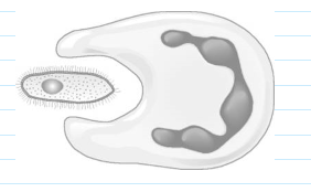 <p>What happens during phagocytosis </p>