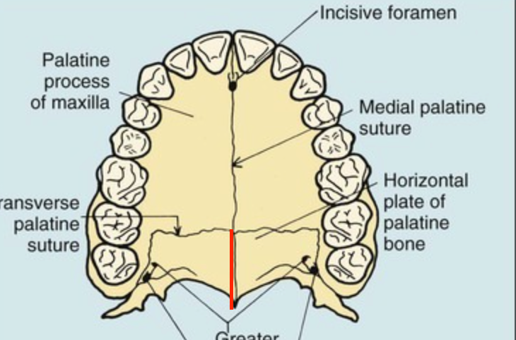 <p>flat portion of the horizontal plate of the palatine bone </p>