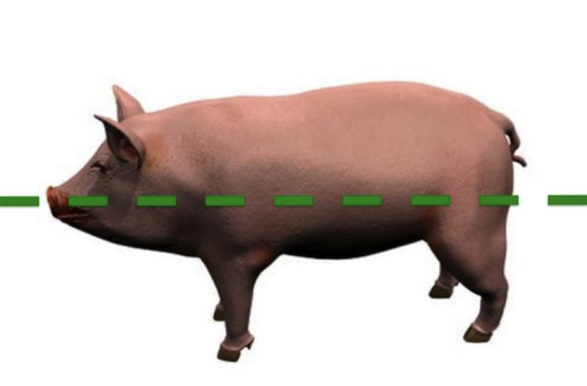 <p>Vertical plane dividing the body into dorsal (back) and ventral (belly) sections.</p>