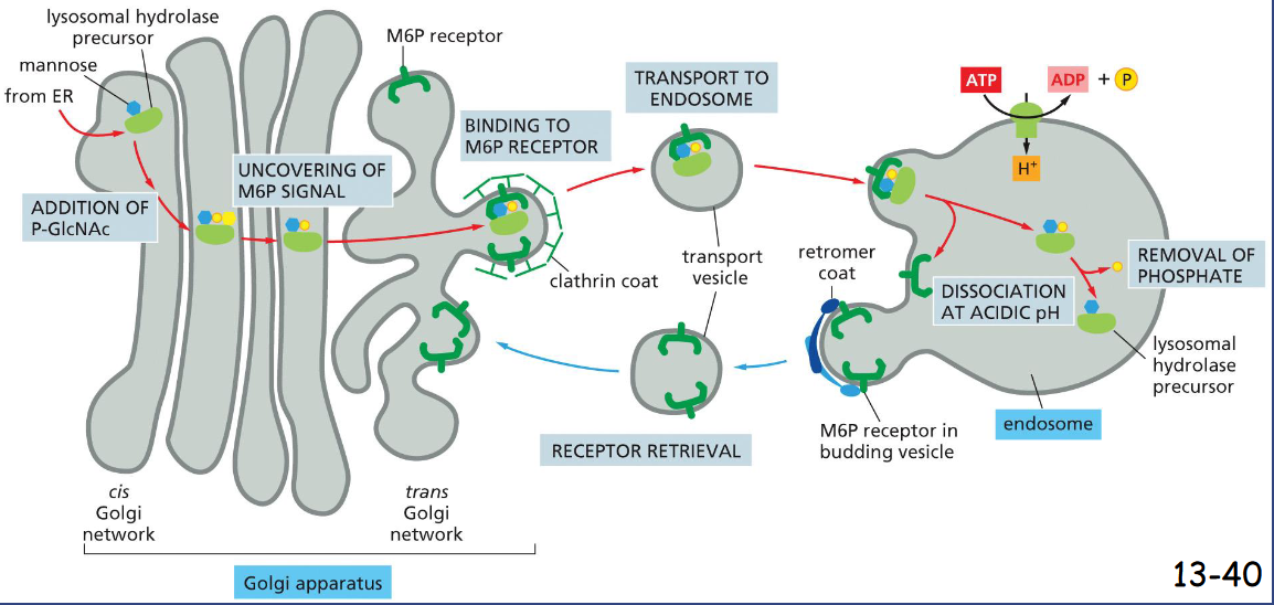 <p>sorted by mannose-6-phosphate receptor</p><ol><li><p>addition of P-GlcNAc (cis)</p></li><li><p>uncovering of M6P signal (middle)</p></li><li><p>binding to M6P receptor (trans)</p></li><li><p>budding off via clathrin coat</p></li><li><p>transport to endosome</p></li><li><p>endocytosis by endosome</p></li><li><p>M6P receptor dissociation in acidic PH of endosome</p></li><li><p>removal of phosphate</p></li><li><p>receptor leaves (w/ retromer coat), received by M6P</p></li></ol><p></p>