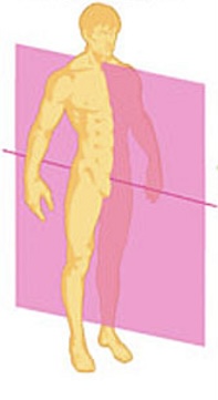 <p>Right and left portions</p>