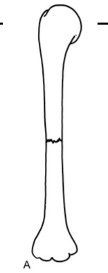 <p>What apposition is this?</p>