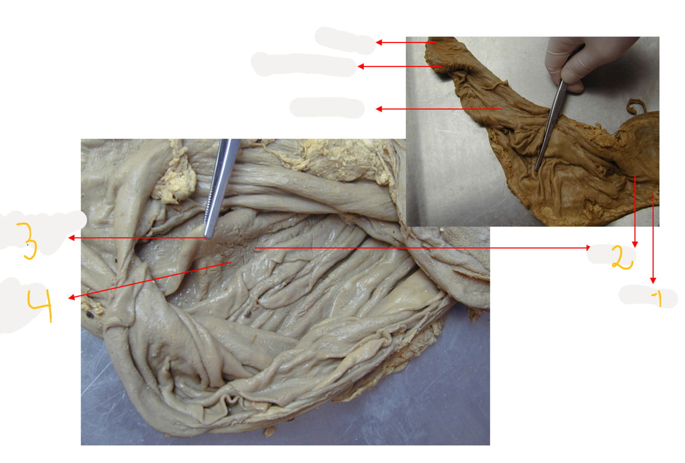 <p>structures of abomasum?</p>