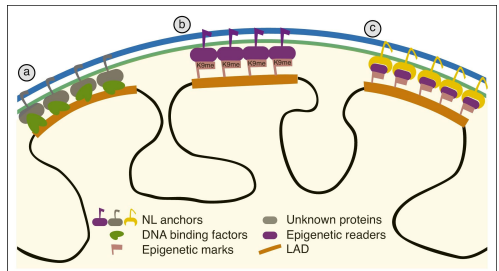 <p>via interactions between DNA &amp; anchors in nuclear lamin</p><ul><li><p>some LADs are constitutive (cLADs) or facultative (fLADs)</p></li><li><p>LADs are dynamic and change during mitosis &amp; cell development</p></li></ul><p></p>