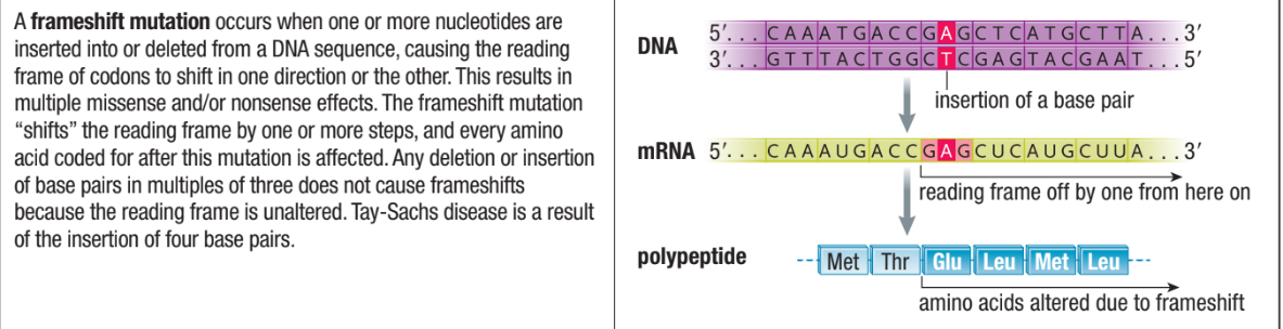 <ul><li><p><span>Occurs when one or more nucleotides are inserted or deleted&nbsp;</span></p></li><li><p><span>Causes the reading frame of codons to shift one direction or another&nbsp;</span></p></li><li><p><span>Causes multiple missense or nonsense effects</span></p></li></ul><p></p>