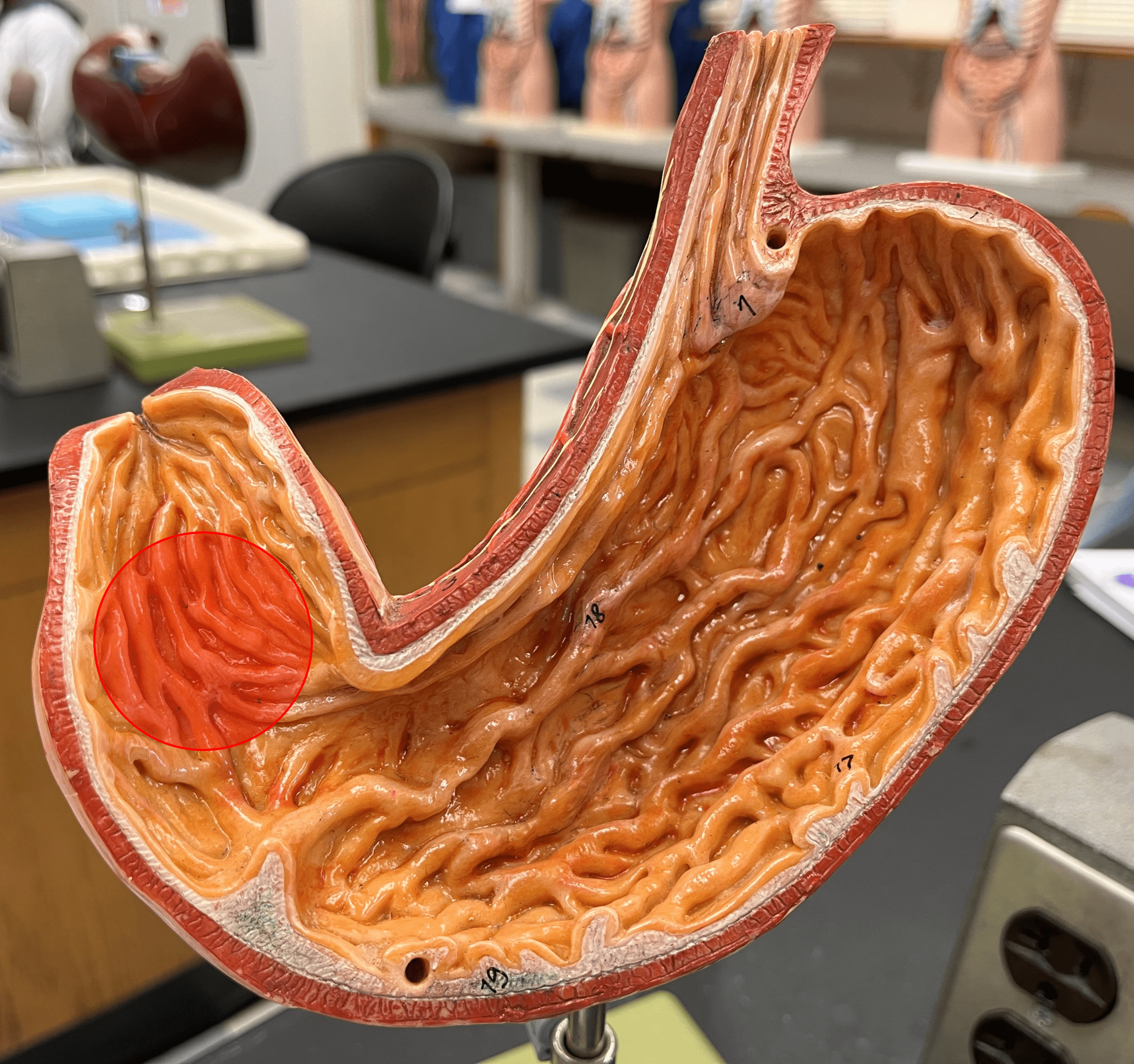 • Part of the pylorus of the stomach.

• The region of the pylorus adjacent to the body of the stomach.
