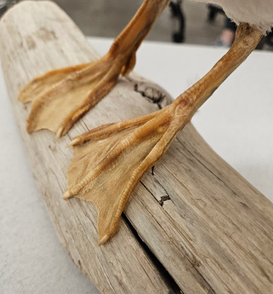 <p>webbed; front toes are united by ample webs</p>