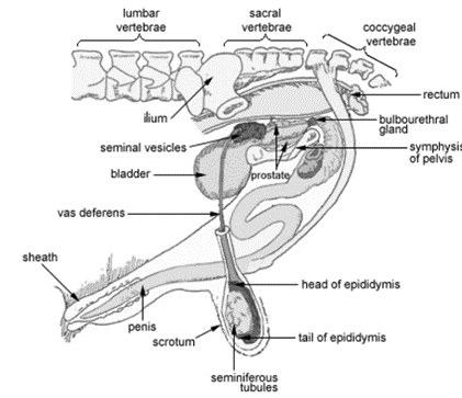 <ul><li><p>Scrotum</p></li><li><p>Testes</p></li><li><p>Seminiferous Tubules</p></li><li><p>Epididymis</p></li><li><p>Vas Deferens</p></li><li><p>Seminal Vesicles</p></li><li><p>Prostate</p></li><li><p>Bulbourethral Gland</p></li><li><p>Penis</p></li><li><p>Sheath</p></li><li><p>Bladder</p></li><li><p>Urethra</p></li></ul>