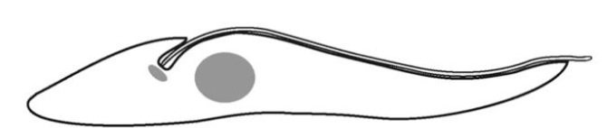 <p>What tryponosome cell form is this?</p>