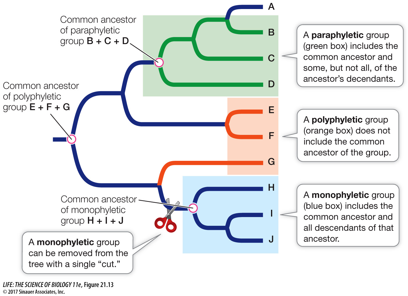 <p>Clade that includes distantly related species, but <strong>does not include</strong> their most recent common ancestor</p>