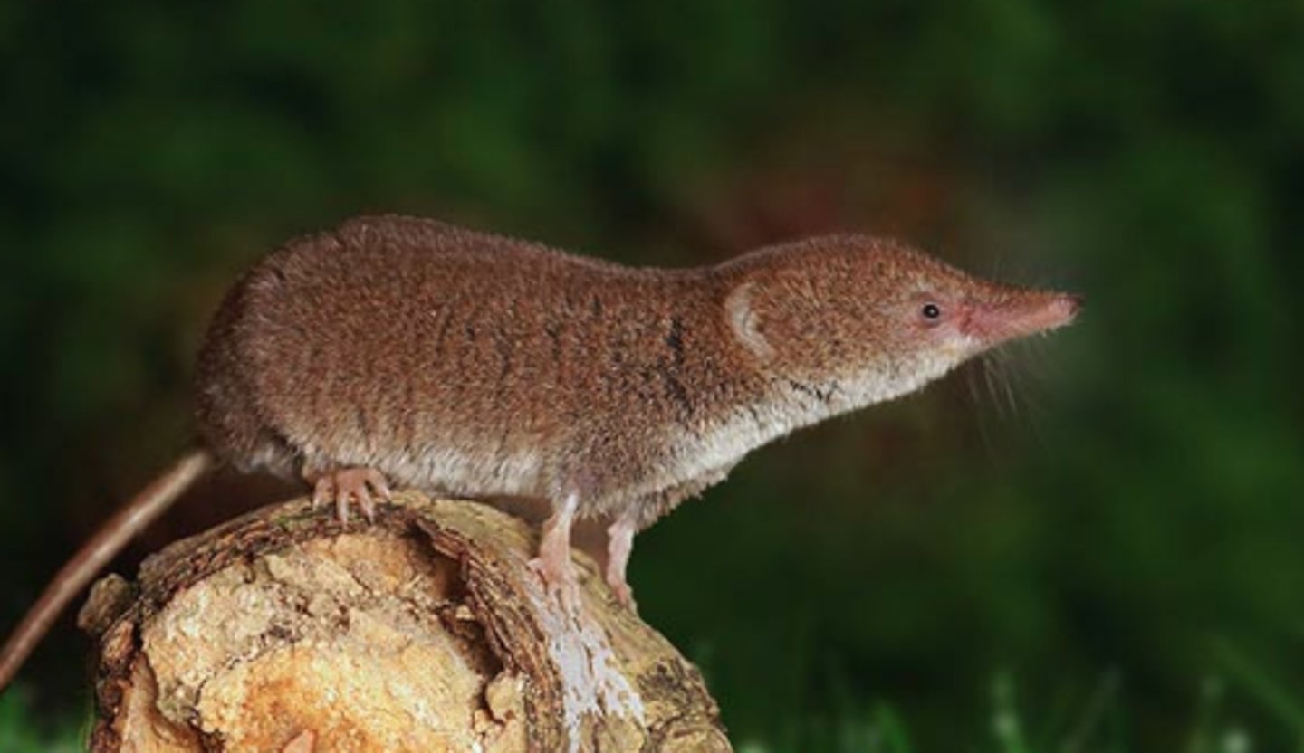 <p>shrew</p>