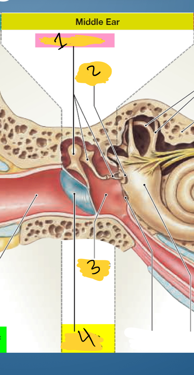 <p>Name middle ear</p>