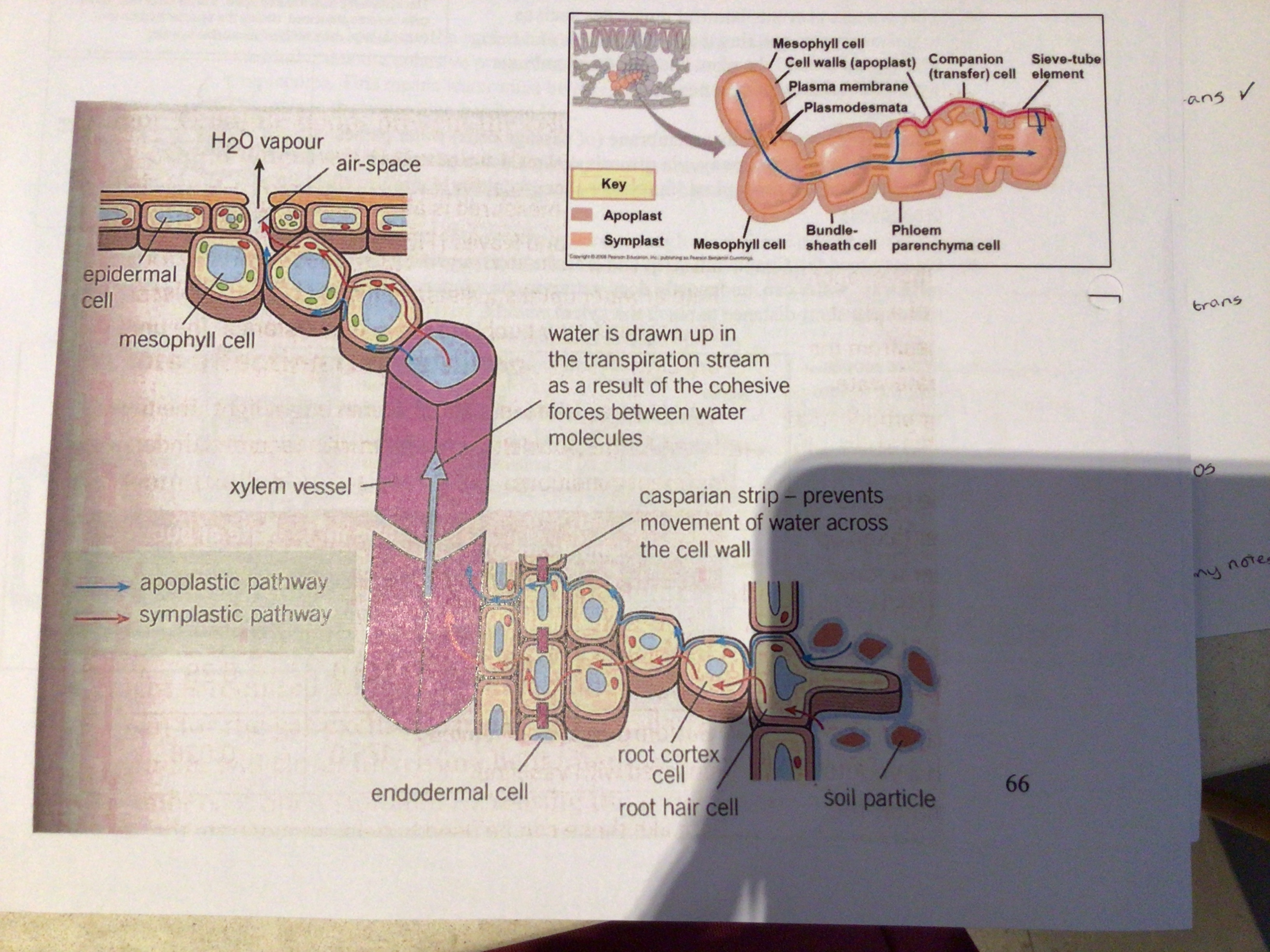 <p>Most water returns to the apoplast pathway and travels the remaining short distance to reach the xylem vessels</p>