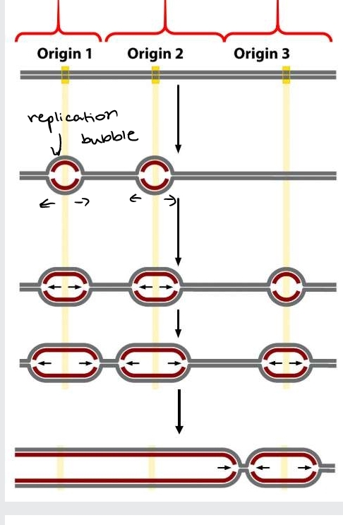 1 bubble (2 forks) from each origin 
Bidirectional DNA synthesis 
final product=2 linear chromosomes 