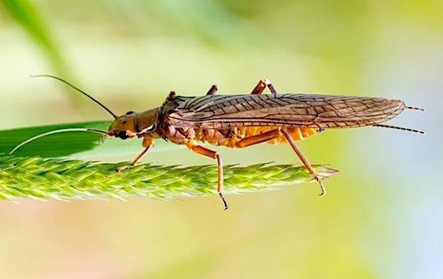 <p>Common name of order: Stoneflies. Neopteran. Hemimetabolous.</p>