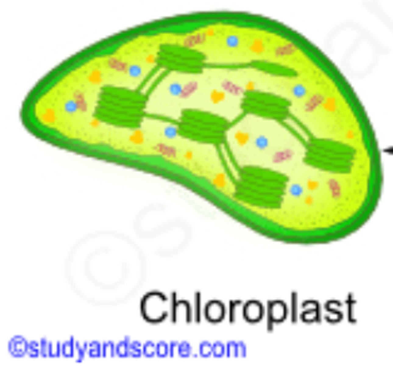 <p>an organelle in the plant cell that converts light energy into chemical energy via the photosynthetic process.</p>