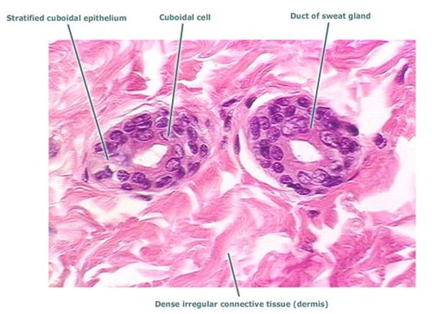 <p>consists of two to three layers of cuboidal cells lining a lumen of the mammary glands, sweat glands, salivary glands, pancreas, ovarian follicles, and seminiferous tubules. Carries secretions = function</p>