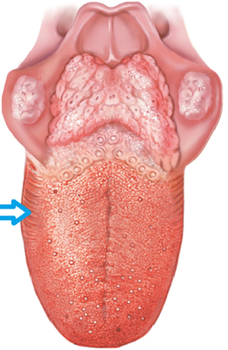 <p>Tongue papillae that contain taste buds (taste buds are red in color)</p>