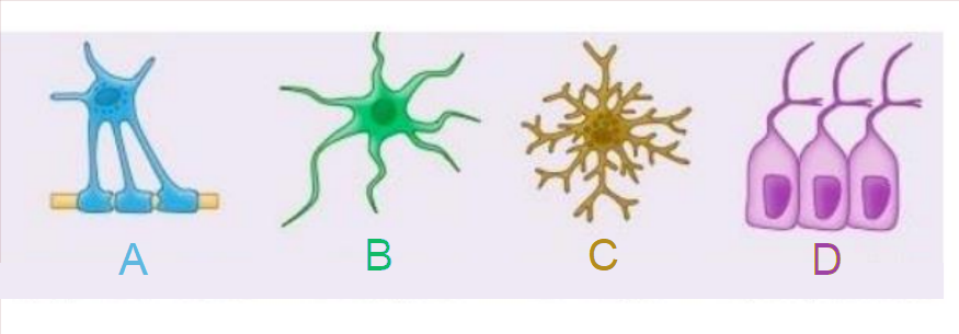 <p>What type of neuroglia is “D”</p>