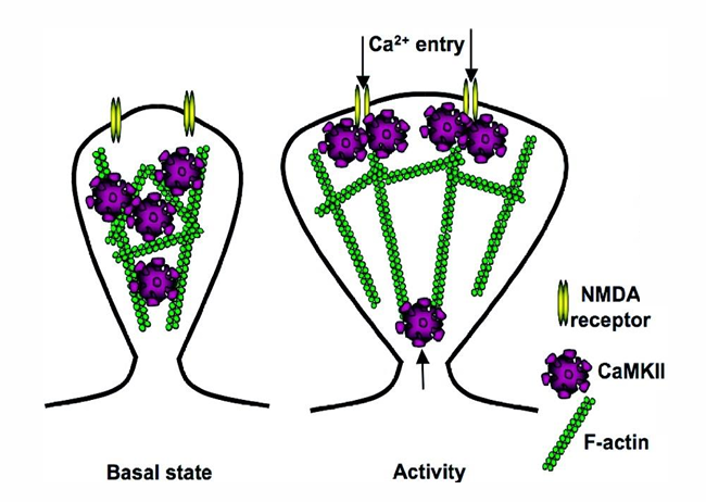 <ul><li><p>CaMKII fosforylatie van AMPA-receptoren vergemakkelijkt LTP, maar is geen vereiste voor LTP!</p></li><li><p>Structurele functie van CaMKII : verwijden van de synaps » meer plek is</p></li></ul><p></p>