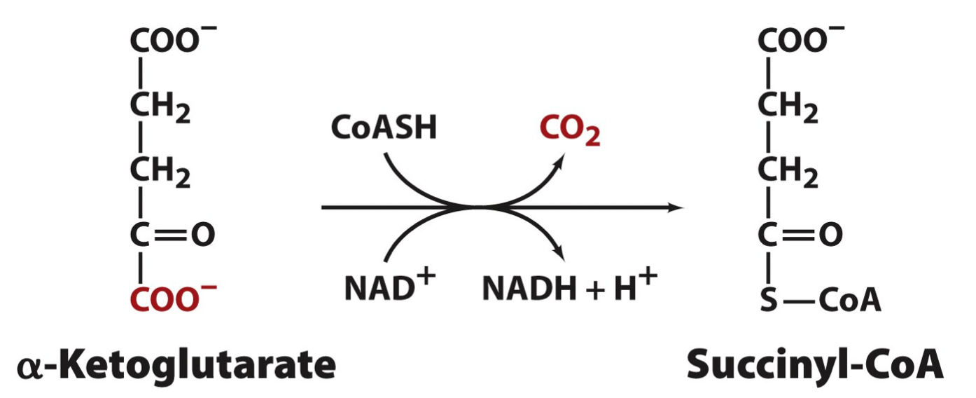 <p>Oxidative Decarboxylation</p>