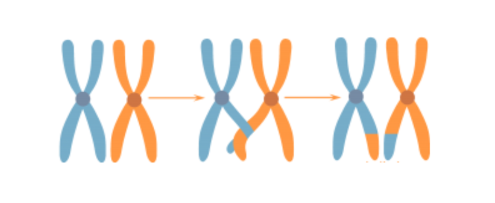 <p>Gebeurt dit proces bij Meiose I of II?</p><p>Hoe wordt dit proces genoemd en leg uit.</p><p>Duid op de afbeelding homologe chromosonen, niet-zusterchromatiden en chiasma aan</p>